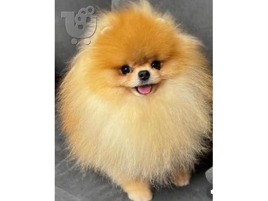 PoulaTo: Πομερανίας τύπου Teddy Bear spitz